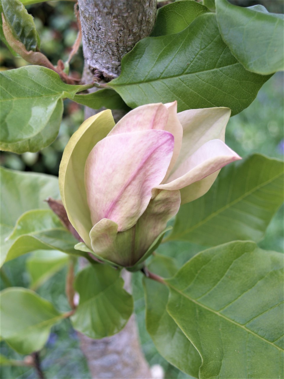 magnolia ambrosia